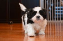 Shih Tzu Puppies ( Male & Female )