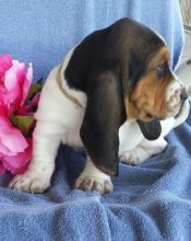 Socialized Basset Hound Puppies For Sale