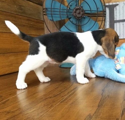 Adorable Beagle puppies for pet lovers Image eClassifieds4u
