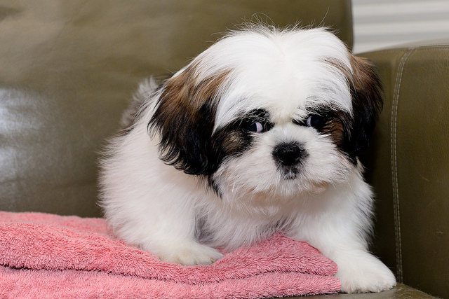 Beautiful Kc Shih Tzu Ready To Leave Image eClassifieds4u