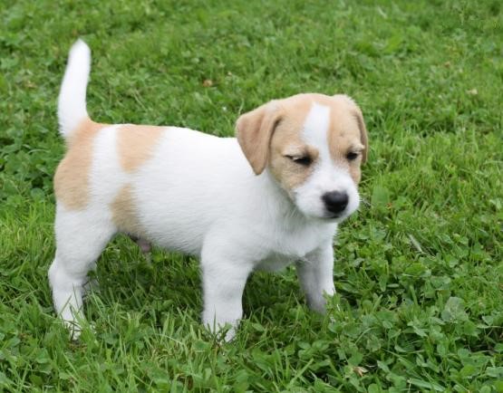 For Adoption: Jack Russell Puppies,Ckc Reg. Image eClassifieds4u