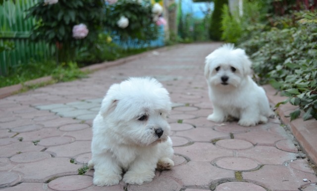 For Adoption: Maltese Puppies,Ckc Reg. Image eClassifieds4u