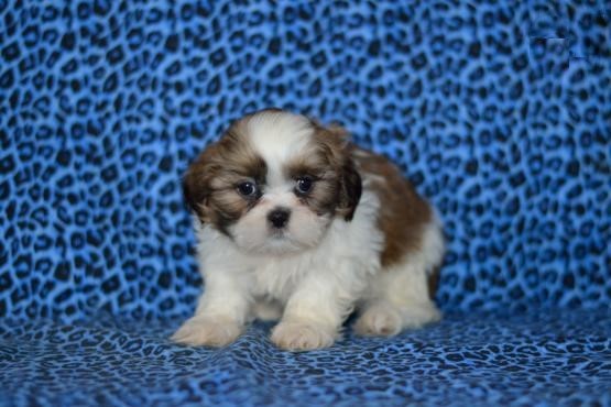 For Adoption: Shih Tzu Puppies,Ckc Reg. Image eClassifieds4u