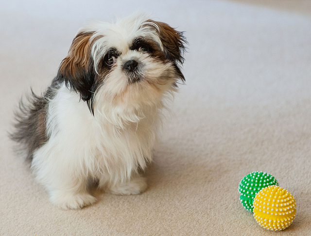 Full Pedigree Tiny Shih Tzu Image eClassifieds4u