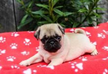 For Adoption: Pug Puppies,Ckc Reg. Image eClassifieds4U