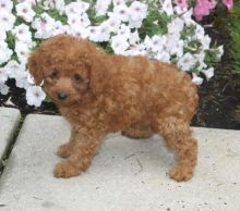 For Adoption: Toy Poodle Puppies,Ckc Reg. Image eClassifieds4U