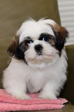Healthy Pedigree Shih Tzu Pups Image eClassifieds4u 2