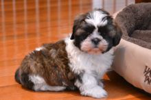 Mini teacup Shih Tzu Puppies Image eClassifieds4u 2