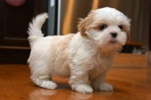 Miniature Shih Tzu Puppies Image eClassifieds4u 2