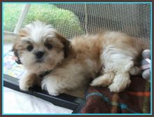 Shih Tzu Image eClassifieds4u 1