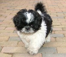 Small Shih Tzu puppies 11 weeks Image eClassifieds4u 2