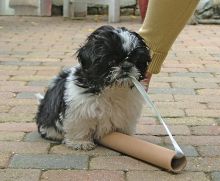 Teacup/toy Shih Tzu Puppies Image eClassifieds4u 1