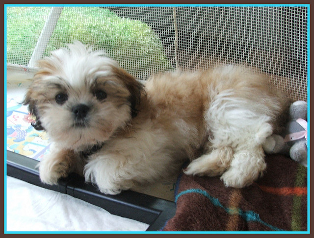 Shih Tzu Image eClassifieds4u