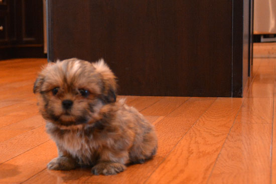 Shih Tzu Puppies - Ready Now!!! Image eClassifieds4u