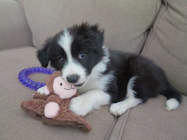 Two Lovely Border Collie puppies available Image eClassifieds4u