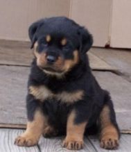 amazing Rottweiler puppies