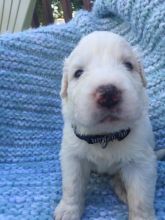 Great Pyrenees puppies