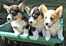 Pembroke Welsh Corgi puppies