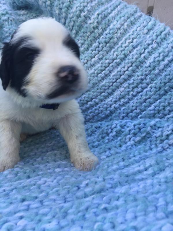 Great Pyrenees puppies Image eClassifieds4u