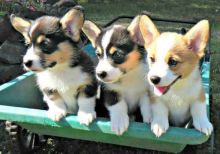 Pembroke Welsh Corgi puppies Image eClassifieds4U