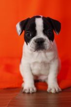 Adorable French bulldog puppies