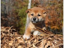 amazing Shiba Inu puppies