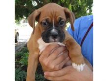 Charming male and female Boxer puppies