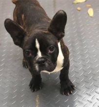 Outstanding French Bulldog 1 female 1 male.