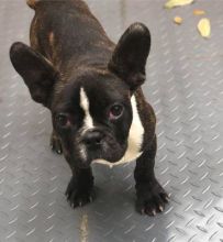 Super Adorable AKC French Bulldog