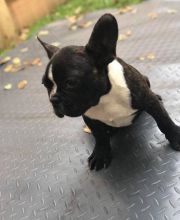 Two French Bulldog Puppies For Adoption.