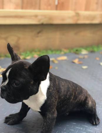 Healthy Magnificent Ckc French Bulldog Puppies Image eClassifieds4u