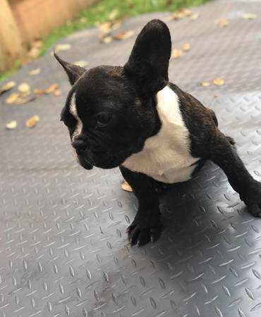 Two French Bulldog Puppies For Adoption. Image eClassifieds4u