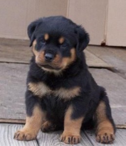 two Rottweiler puppies Image eClassifieds4u