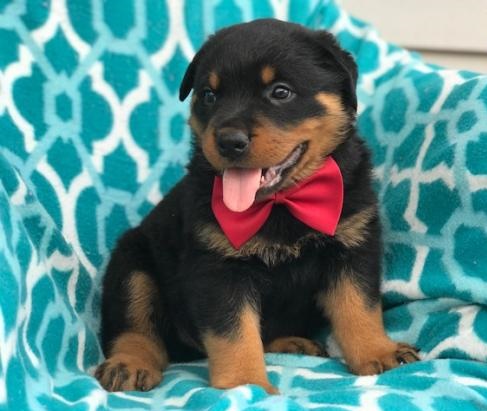 Energetic Rottweiler Puppies Available For Adoption Image eClassifieds4u