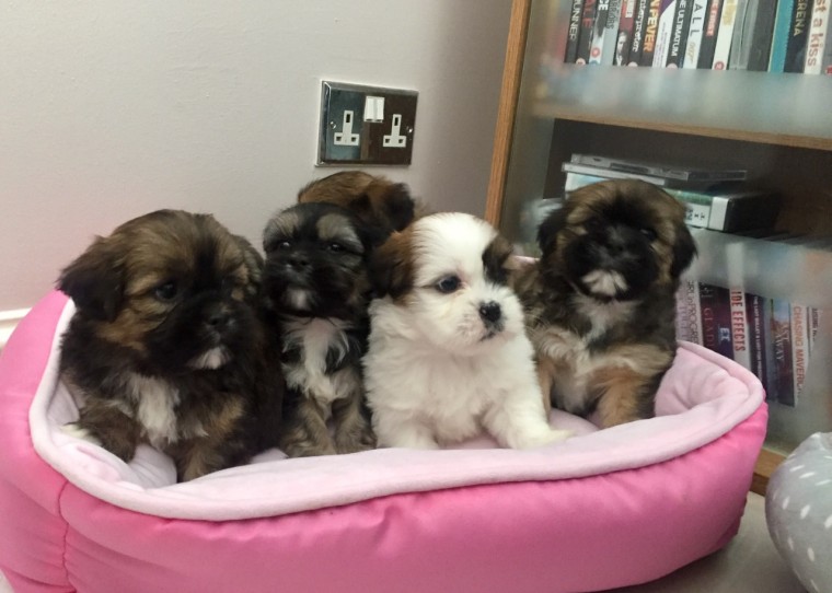 Lhasa Apso puppies available. Image eClassifieds4u