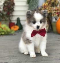 Celebrity Pomeranian Puppies For A Good Homes