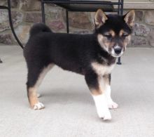Stunning Shiba Inu Puppies Now Ready For Adoption
