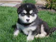 Alaskan Malamute Puppies Available