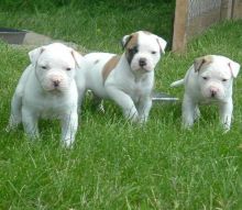 American Bulldog puppies