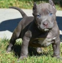 American Pitt Bull Terrier Puppies.