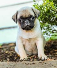 Charming Akc Reg Pug Puppies For Adoption