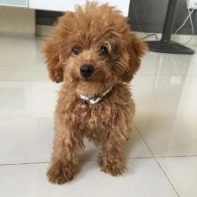 Healthy Toy Poodle Puppies