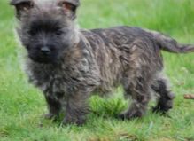 Male and female Cairn Terrier Puppies For Sale