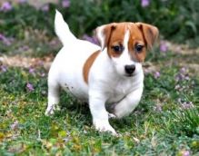 Male and female Jack Russell puppies.