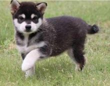 Registered Alaskan Klee Kai Pups