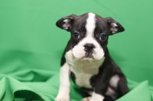 two Boston terrier Puppies