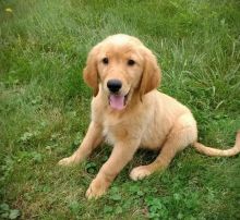 Golden Retrievers Puppies for Adoption Image eClassifieds4U