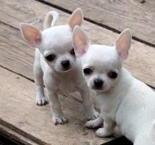 male and female Chihuahua puppies