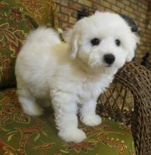 Two Bichon frise puppies