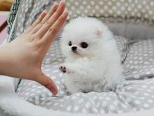 Healthy Pomeranian puppies available